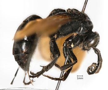 Media type: image;   Entomology 16332 Aspect: habitus lateral view